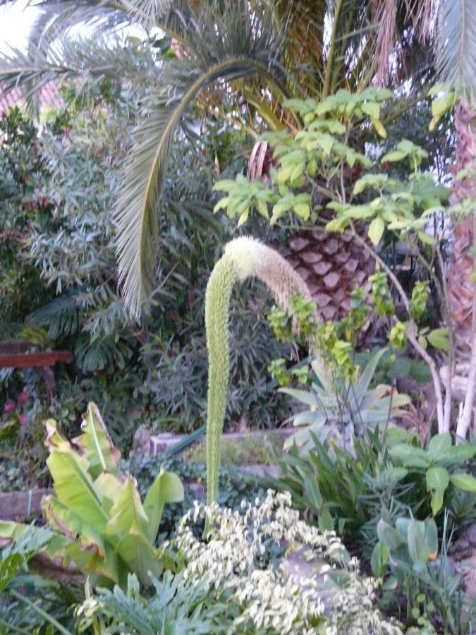 סאוסאל Casa Flora Loft Studio מראה חיצוני תמונה